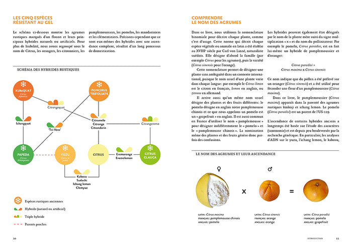 Agrumes résistant au froid