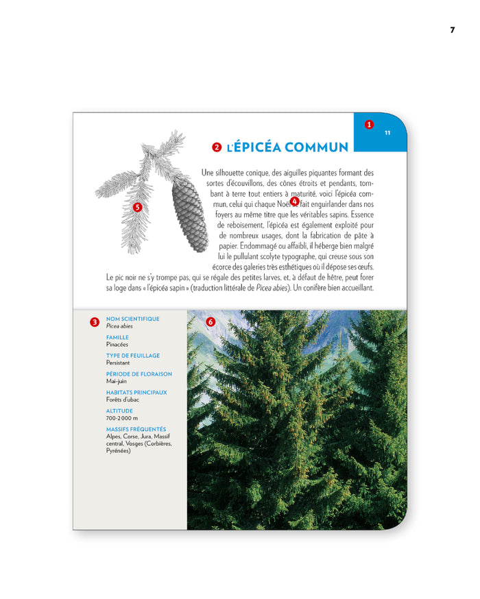 Arbres et arbustes de montagne