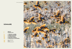 Le secret des oiseaux