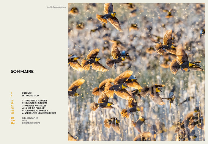 Le secret des oiseaux