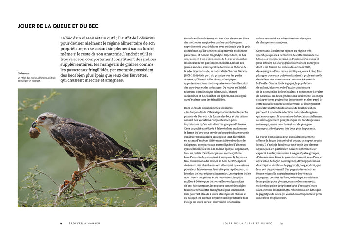 Le secret des oiseaux