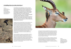 Le secret des oiseaux