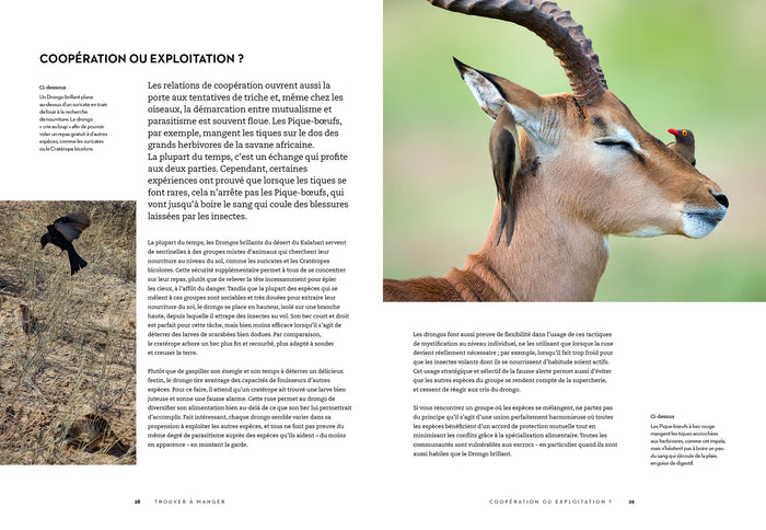 Le secret des oiseaux