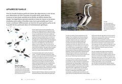 Le secret des oiseaux