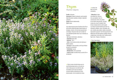Plantes aromatiques - Comment les cultiver et les entretenir facilement