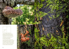 Mystérieuses vieilles forêts - Un voyage immersif au coeur des écosystèmes préservés