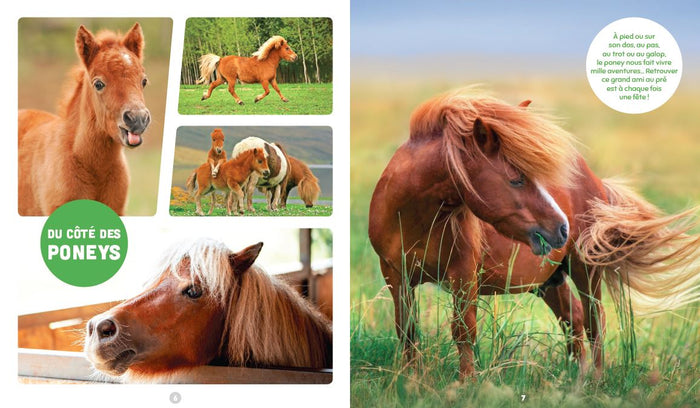 Les animaux les plus mignons du monde