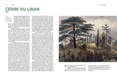 Le dictionnaire amoureux illustré des arbres