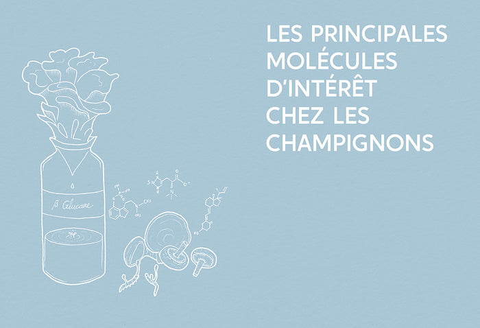 Guide des champignons médicinaux - Les 30 champignons incontournables - Leurs bienfaits sur la santé & le bien-être