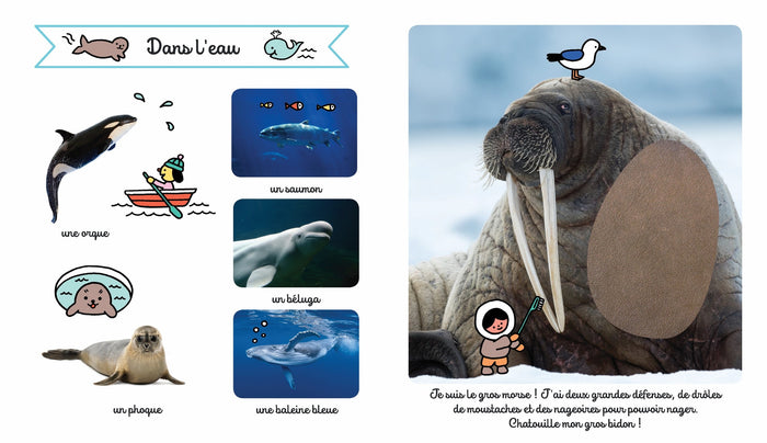 Les animaux du froid