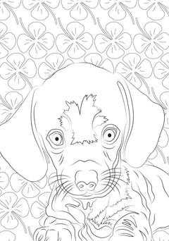 Bébés animaux