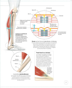 La science de la musculation