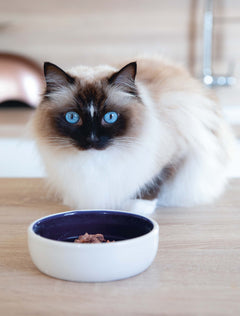 Les soins naturels pour mon chat