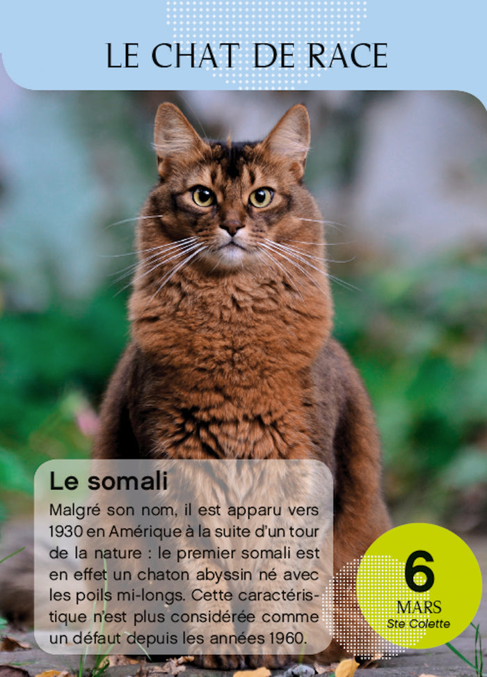 Calendrier Amours de chats en 365 jours - L'Année à bloc