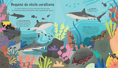 À la rencontre des requins