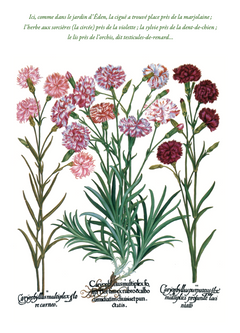 HERBIER DES QUATRE SAISONS MINI REEDITION