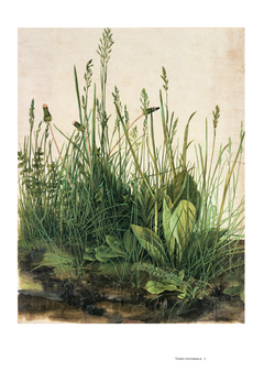Albrecht Dürer