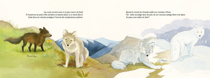 Adieu vieilles peaux ! Les mues des animaux