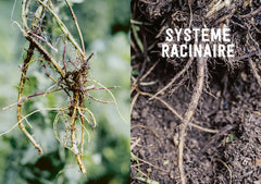 Pouvoirs & bienfaits des racines des plantes sauvages et potagères