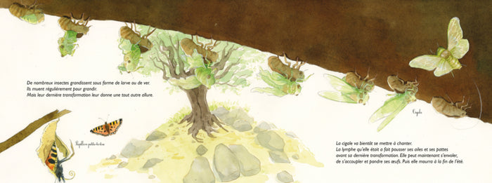 Adieu vieilles peaux ! Les mues des animaux