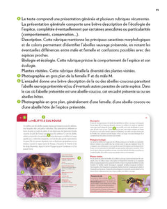 Abeilles sauvages