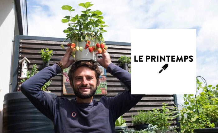 Tomates et basilic au 5ème étage