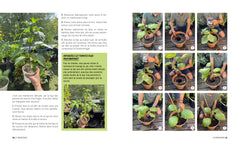 Tomates et basilic au 5ème étage