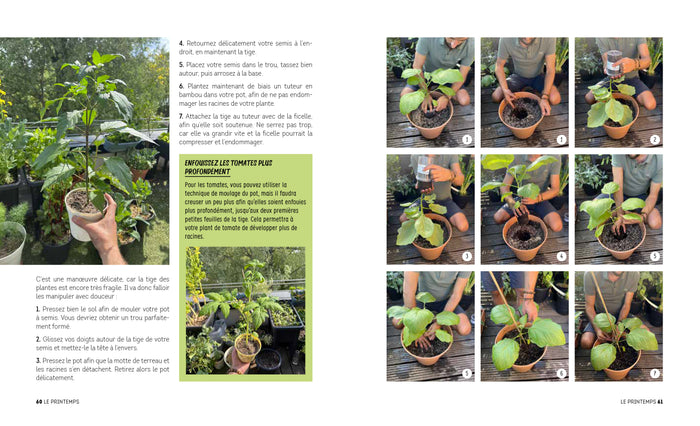 Tomates et basilic au 5ème étage