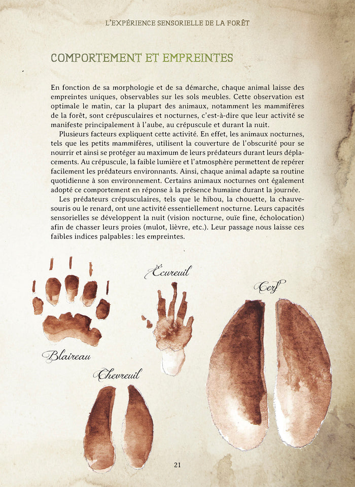 Le Forestarium - Mythes, légendes et explorations au coeur de la forêt