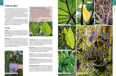 Encyclopédie des plantes d'intérieur