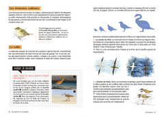 Les carnets du scarabée - Oiseaux