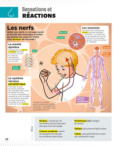 Le Petit Quotidien - L'encyclopédie visuelle - Corps humain