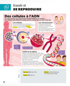 Le Petit Quotidien - L'encyclopédie visuelle - Corps humain