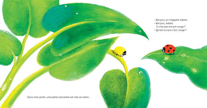 Adalia, la petite coccinelle