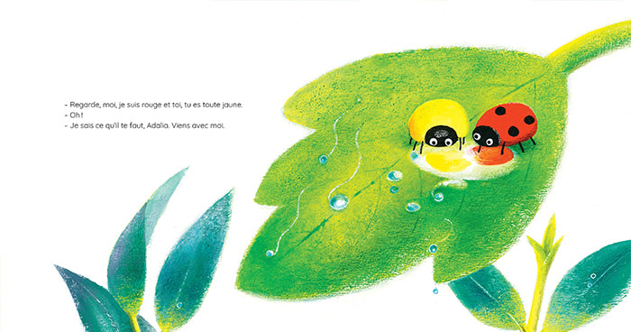 Adalia, la petite coccinelle