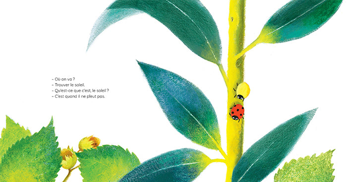 Adalia, la petite coccinelle