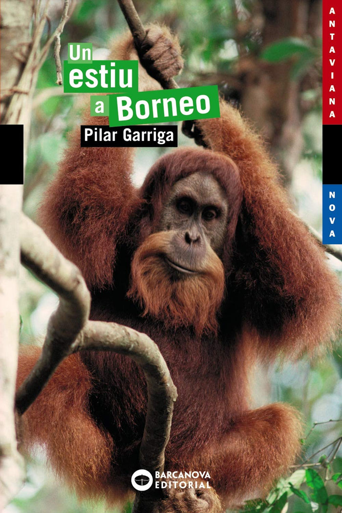 Un Estiu a Borneo / A Summer in Borneo