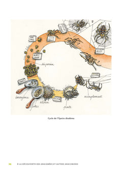 A la découverte des araignées et autres arachnides