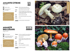 Le guide des champignons