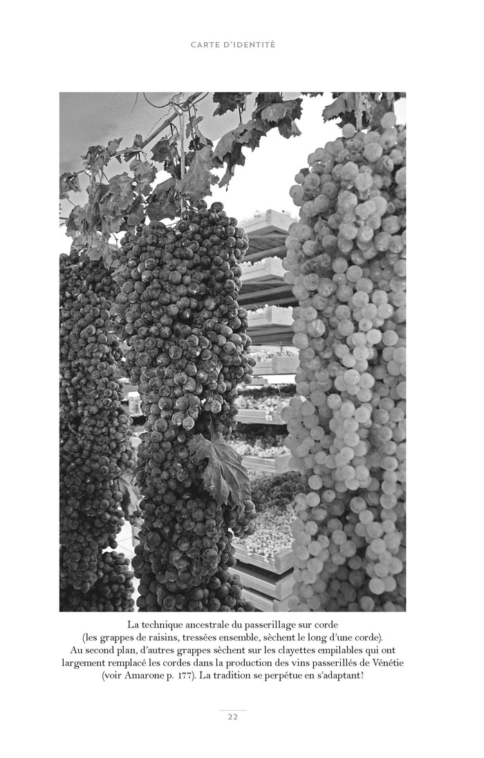 Découvrir les vins d'Italie