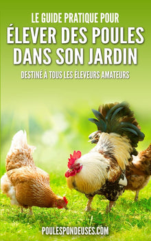 Le guide pratique pour élever des poules dans son jardin