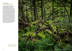 Mystérieuses vieilles forêts - Un voyage immersif au coeur des écosystèmes préservés