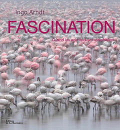 Fascination: quand les animaux se rassemblent