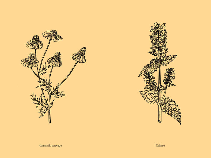 Jardin secret d'une sorcière