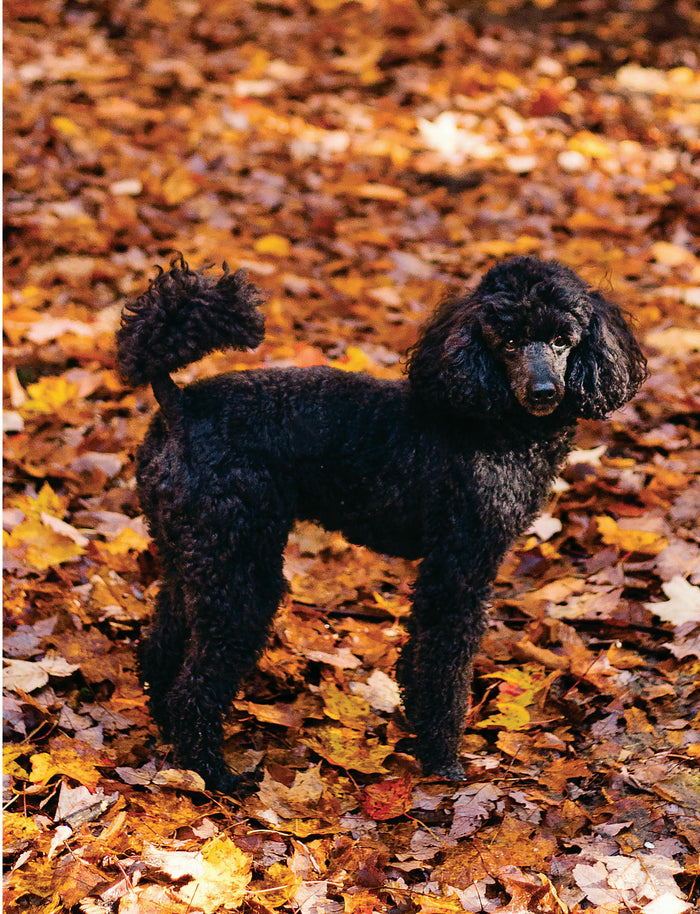 Je protège mon chien - Guide pratique pour mieux comprendre la santé et mon animal