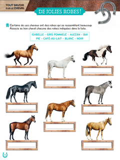 Mon grand cahier d'activités  AU GALOP, spécial Chevaux