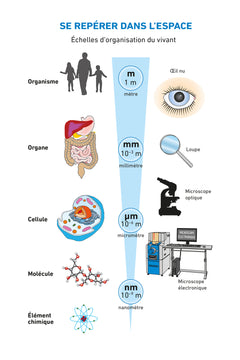 SVT 2de: exercices résolus