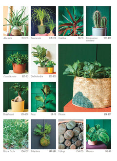 Chouchouter ses plantes