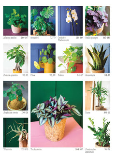 Chouchouter ses plantes