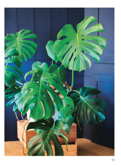 Chouchouter ses plantes